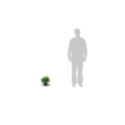 Potentille Fruticosa Red Joker/pot De 3l - 40/60 Cm