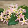 Jasmin étoilé Asiaticum Pink Showers®/pot Déco De 4,6l - Echelle 60 Cm