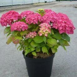Hortensia Macrophylla Rosita/pot De 7,5l - 40/60 Cm