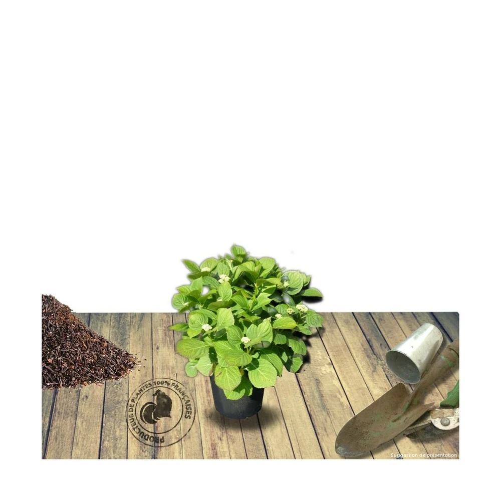 Hortensia Macrophylla Leuchtfeuer/pot De 3l - 20/40 Cm – Image 2