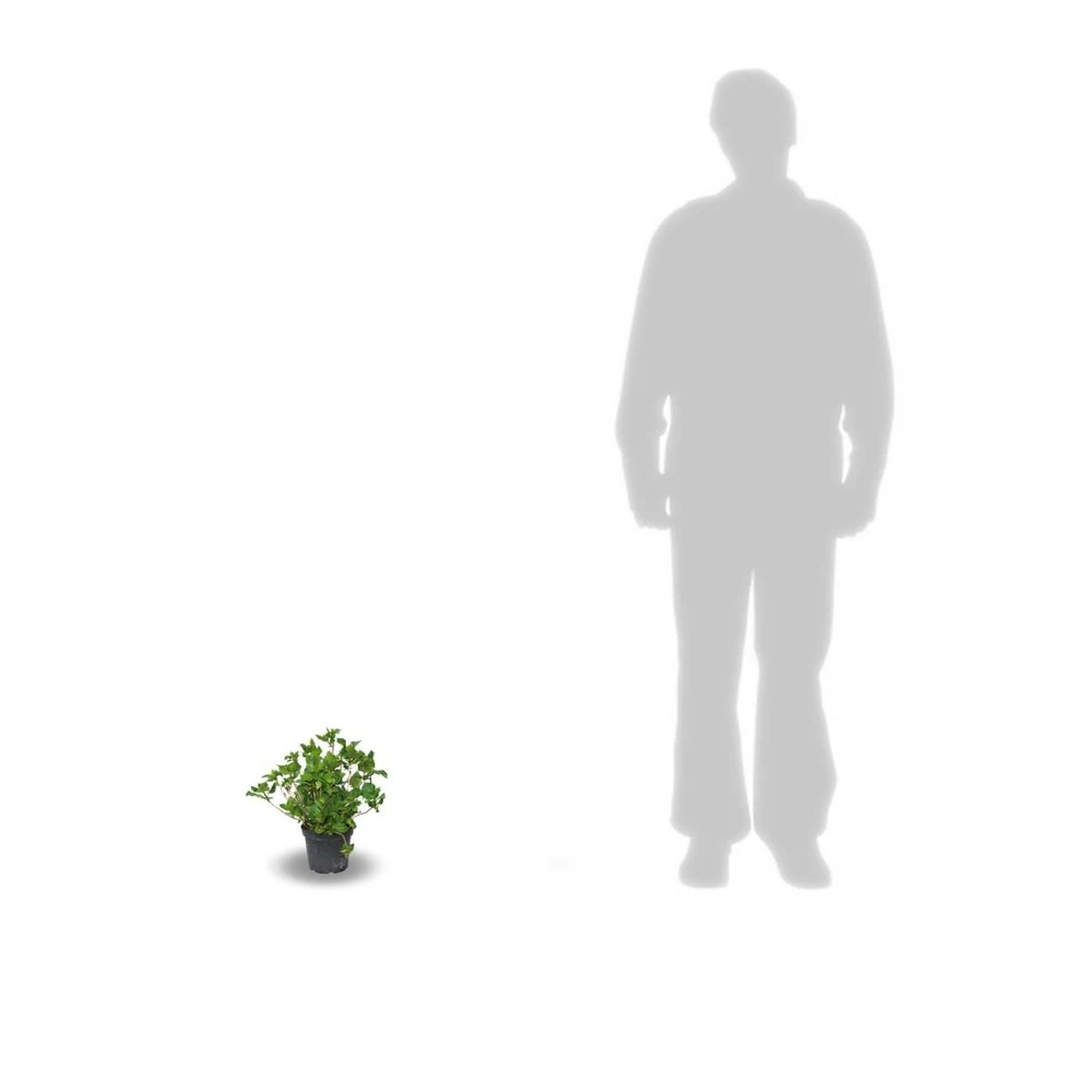 Hortensia Macrophylla Leuchtfeuer/pot De 3l - 20/40 Cm – Image 3