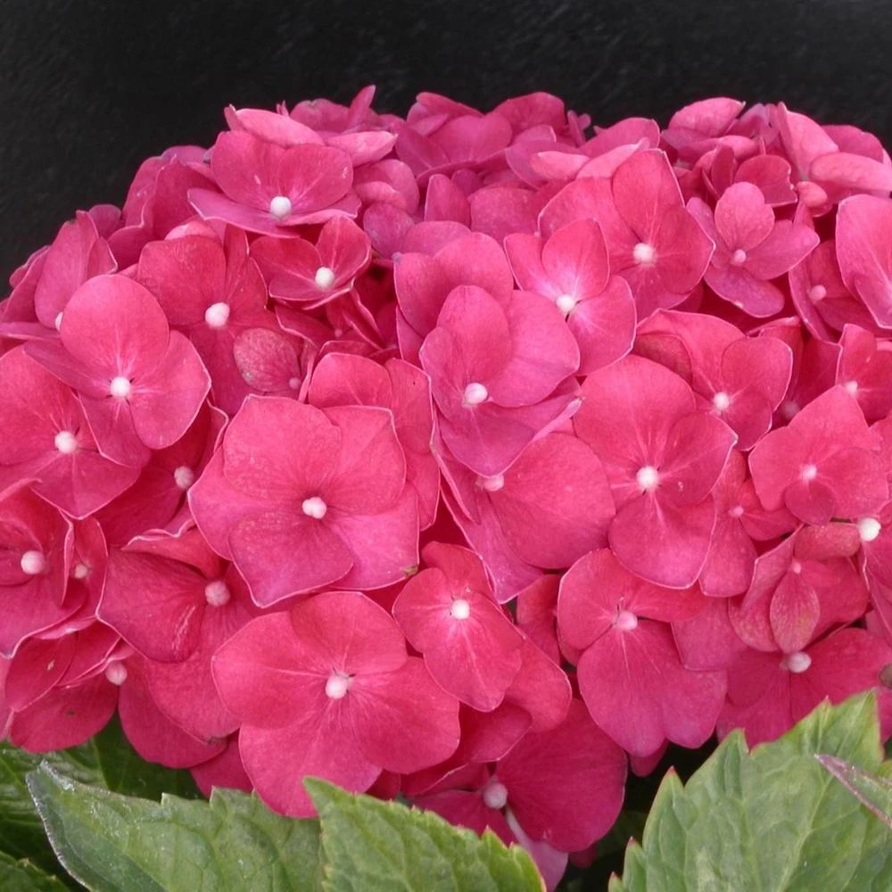Hortensia Macrophylla Leuchtfeuer/pot De 3l - 20/40 Cm