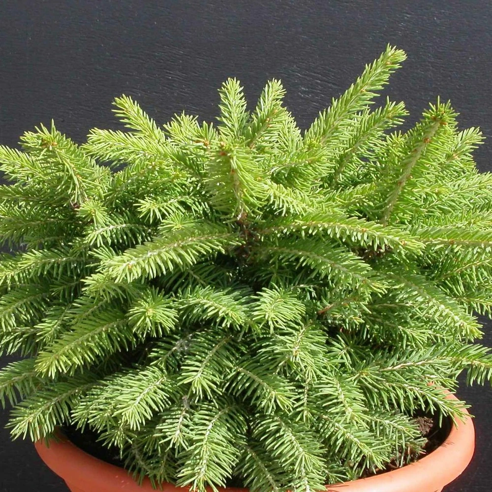 Épicéa Commun Abies Nidiformis/godet - 5/20 Cm – Image 2