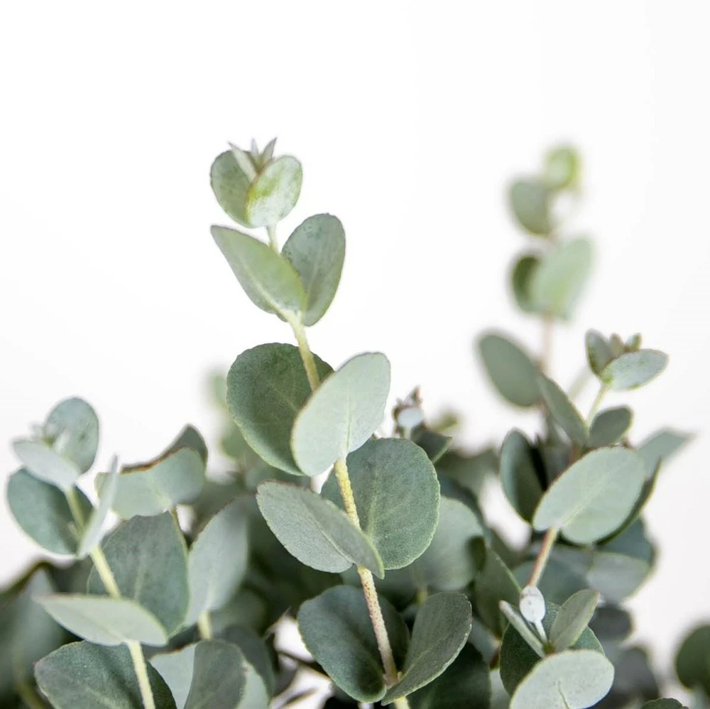 Eucalyptus Gunnii - Gommier - Arbuste - Persistant – ⌀17 Cm - ↕40-50 Cm – Image 4