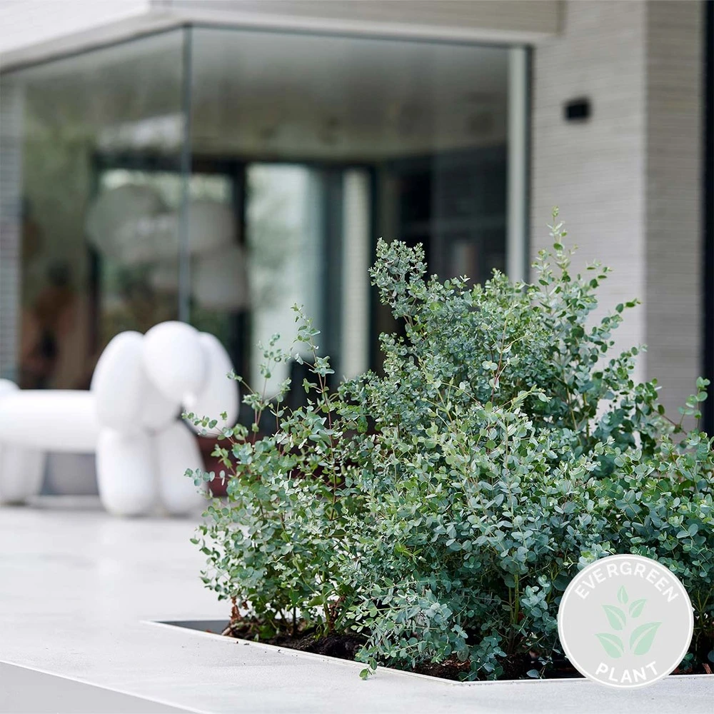 Eucalyptus Gunnii - Gommier - Arbuste - Persistant – ⌀17 Cm - ↕40-50 Cm – Image 2