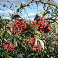 Cotoneaster Lacteus/pot De 3l - 40/60 Cm