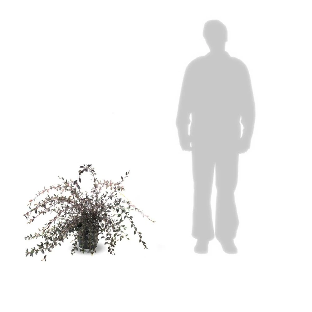 Cotoneaster Lacteus/pot De 7,5l - 60/80 Cm – Image 3