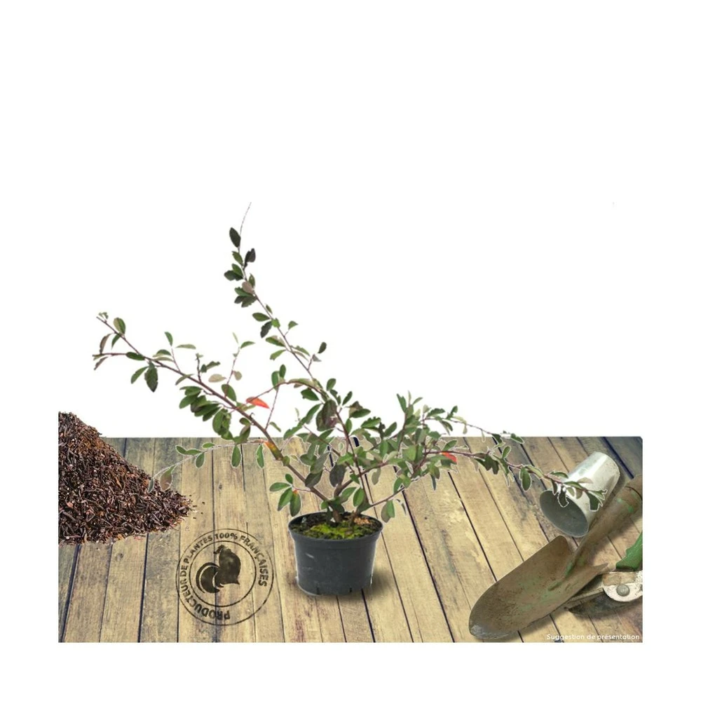 Cotoneaster Lacteus/pot De 7,5l - 60/80 Cm – Image 2
