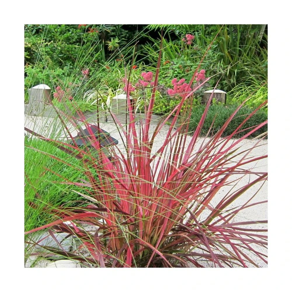 Herbe Aux écouvillons Setaceum Firework/pot De 3l - 20/40 Cm – Image 3