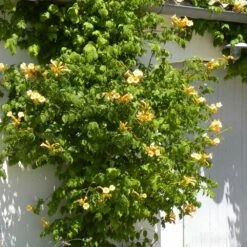 Bignone Radicans Yellow Trumpet/pot De 1l - Tuteur 60 Cm