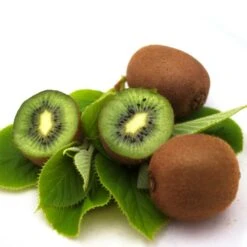 Kiwi Chinensis Solo (autofertile)/pot De 3l - 60/120 Cm