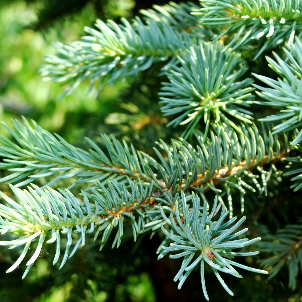 Épinette D'engelmann Engelmannii Glauca/godet - 5/20 Cm