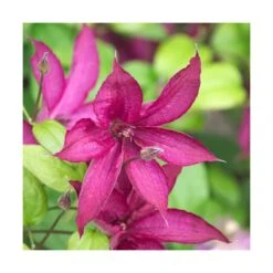 Clématite Saphyra® Nancy/godet - 5/20 Cm