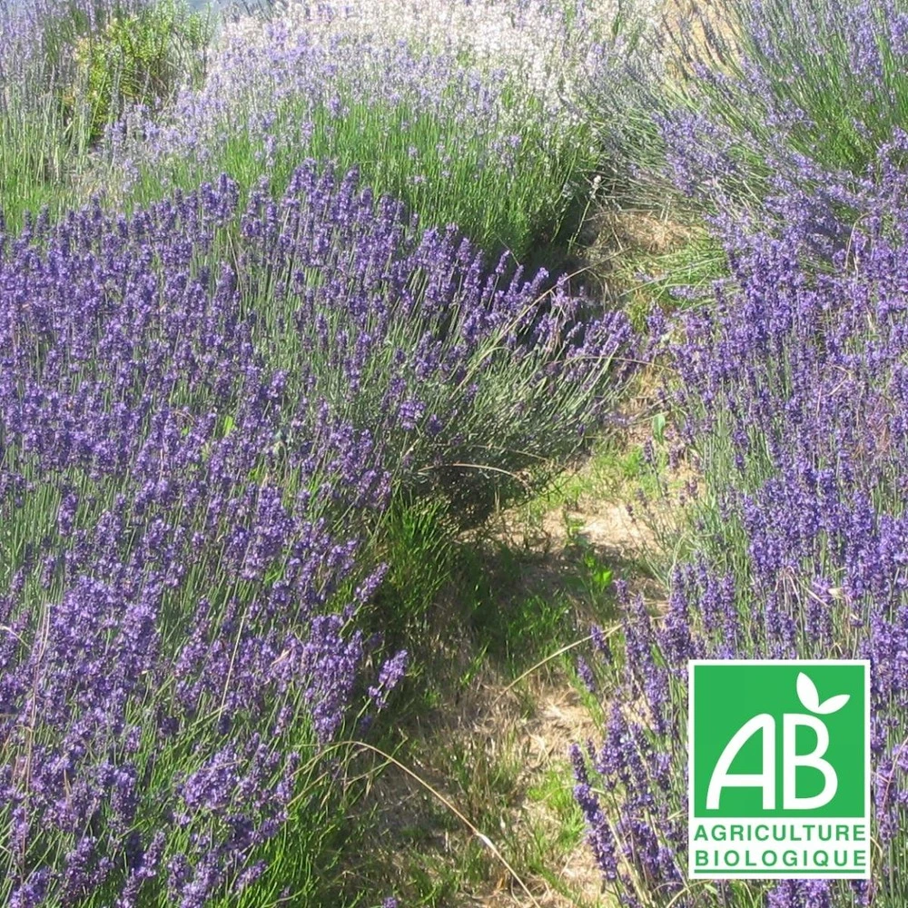 Lavandin Grosso Bio/lot De 5 Godets