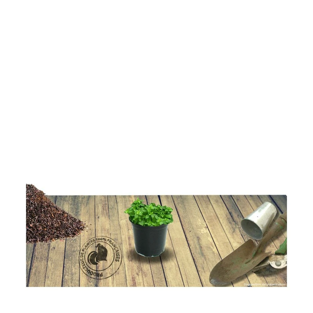 Thym Précoce Praecox Albiflorus/lot De 5 Godets – Image 2