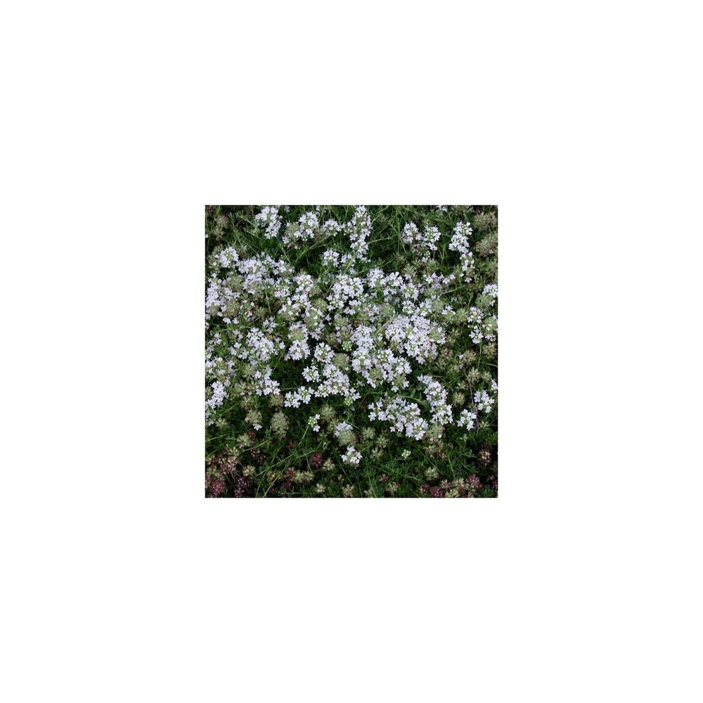 Thym Précoce Praecox Albiflorus/lot De 5 Godets