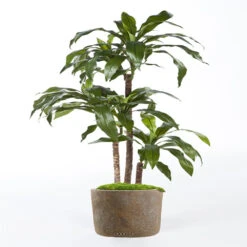 Dracaena Artificiel Fragrans 3 Troncs En Pot H 120 Cm Vert D 60 Cm - Choisissez