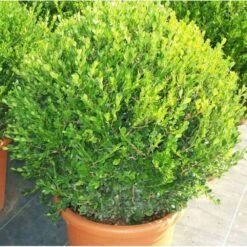 Buxus Microphylla 'faulkner' (buis Commun ) - Taille Pot De 5 Litres ? 40/60 Cm