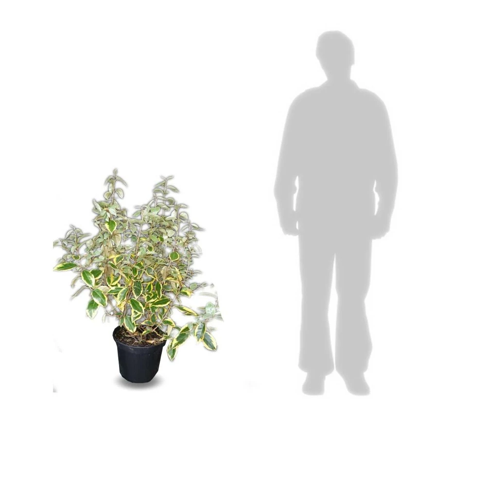 Elaeagnus X Ebbingei Viveleg®/pot De 7,5l - 80/100 Cm – Image 5