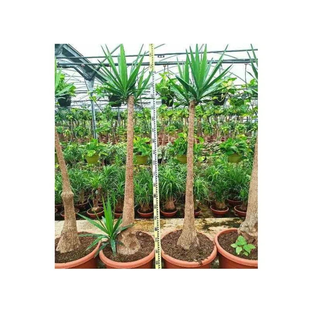 Yucca Elephantipes (yucca Pied D'éléphant) Blanc - Taille Pot De 160l - Ramifié - 180/220cm – Image 4