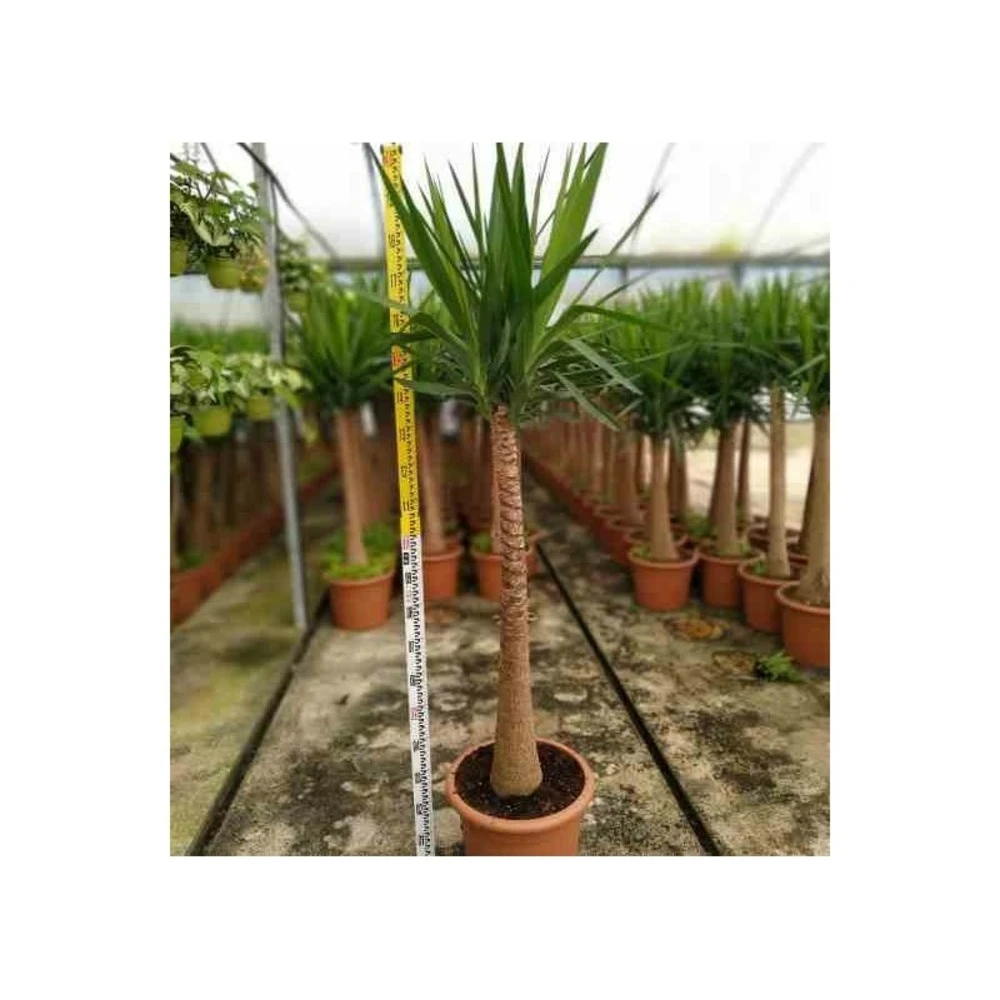 Yucca Elephantipes (yucca Pied D'éléphant) Blanc - Taille Pot De 160l - Ramifié - 180/220cm – Image 3