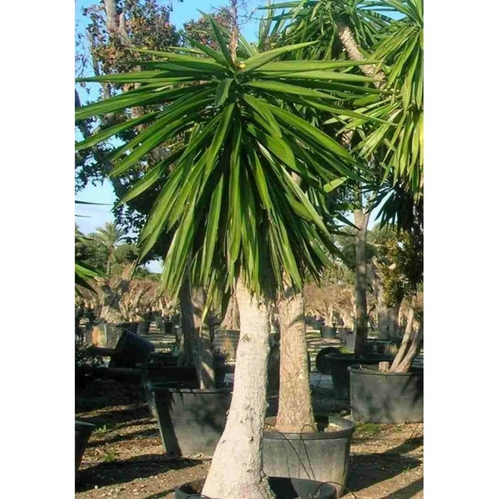 Yucca Elephantipes (yucca Pied D'éléphant) Blanc - Taille Pot De 160l - Ramifié - 180/220cm