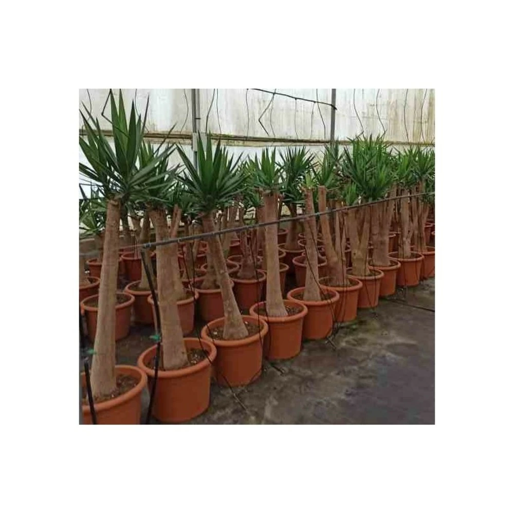 Yucca Elephantipes (yucca Pied D'éléphant) Blanc - Taille Pot De 160l - Ramifié - 180/220cm – Image 2
