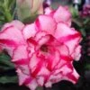 Adenium Obesum Cv Soisawan Rose - Taille Caudex D'environ 2000g 25/30cm Très Gros Caudex