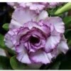 Adenium Obesum Cv.carnation Violet - Taille Caudex D'environ 150g