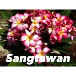 Plumeria Rubra "sangtawan" (frangipanier) Taille Pot De 2 Litres ? 20/30 Cm - Blanc/jaune/rose