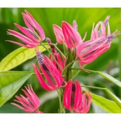 Pavonia Multiflora (candélabre Brésilien) Taille Pot De 2 Litres - 20/60 Cm - Rouge