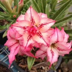 Adenium Obesum Cv.arrow Rose - Taille Caudex D'environ 2000g 25/30cm Très Gros Caudex