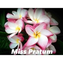 Plumeria Rubra "miss Pratum" (frangipanier) Taille Pot De 2 Litres ? 20/30 Cm - Tricolor