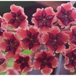 Hoya Bordenii (fleur De Porcelaine, Fleur De Cire) Taille Pot De 2 Litres - 20/40 Cm - Rose Violacé