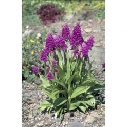 Dactylorhiza Purpurella Taille Pot De 1 Litre - 0/60 Cm