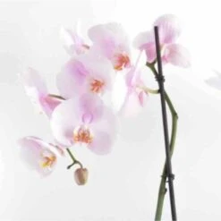 Phalaenopsis Hybride Rose Clair (orchidée Papillon) Taille Pot De 2 Litres - 60/80 Cm