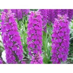Dactylorhiza Foliorella Taille Pot De 1 Litre - 0/60 Cm