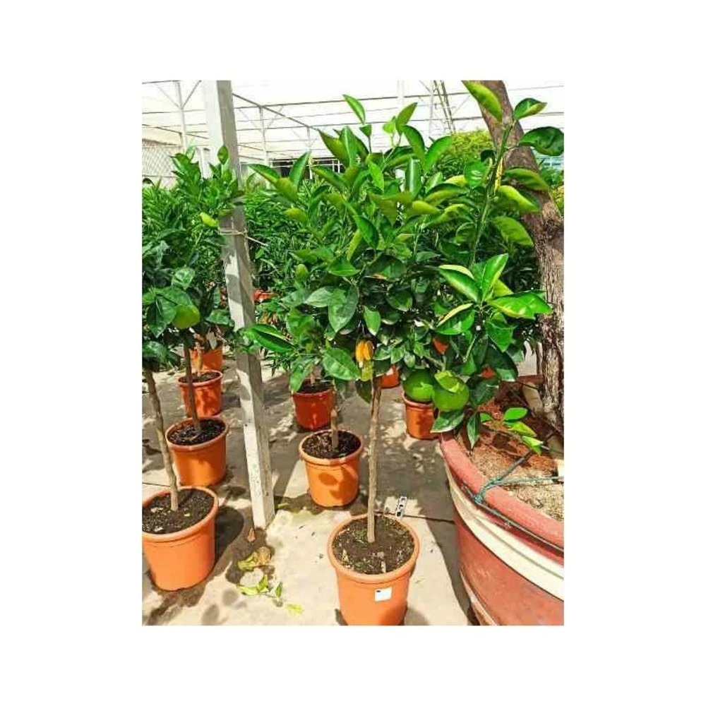 Citrus Sinensis (oranger) Blanc - Taille Pot De 4 Litres - 30/50 Cm – Image 3