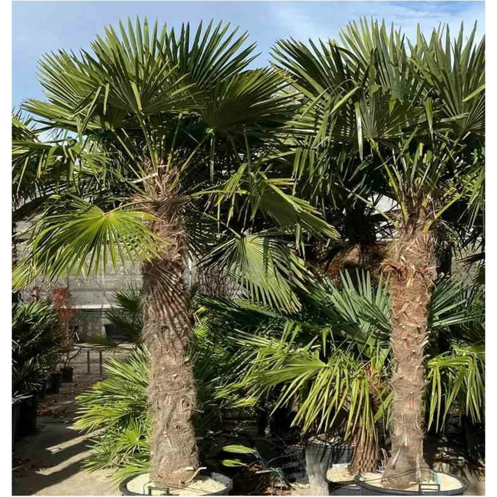 Trachycarpus Fortunei (palmier Chanvre, Palmier Moulin à Vent) Specimen 80l Stipe 200/225cm- Total 250/300cm – Image 2