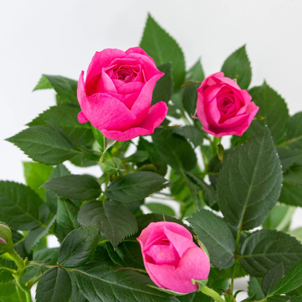 3x Pot Rose Rose - Rosa – Plante De Terrasse & D'intérieur – ⌀12cm – ↕20-30cm – Image 3