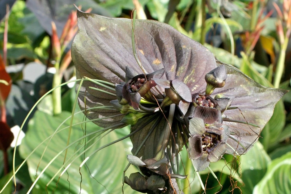 Kit De Culture - Fleur Chauve-souris - 10 Graines - Tacca Chantrieri – Image 6