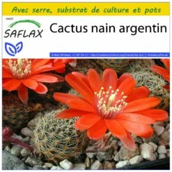 Kit De Culture - Cactus Nain Argentin - 40 Graines - Rebutia / Mix