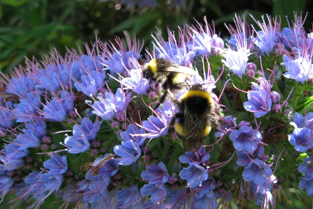 Kit De Culture - Vipérine De Madère - 100 Graines - Echium Fastuosa – Image 6