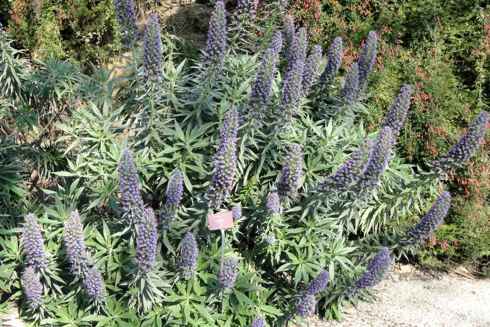 Kit De Culture - Vipérine De Madère - 100 Graines - Echium Fastuosa – Image 5