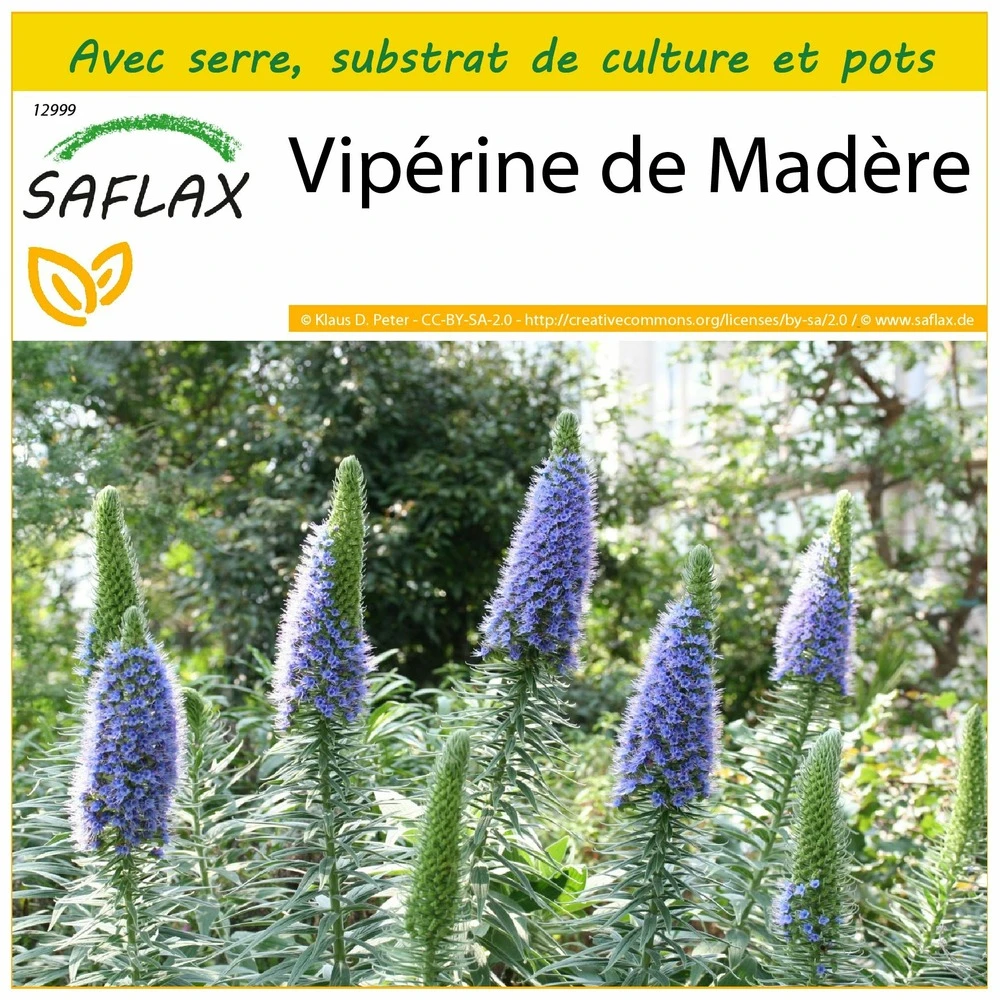 Kit De Culture - Vipérine De Madère - 100 Graines - Echium Fastuosa