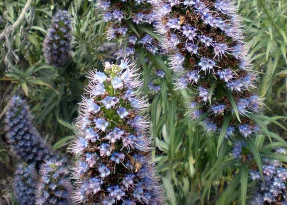 Kit De Culture - Vipérine De Madère - 100 Graines - Echium Fastuosa – Image 4