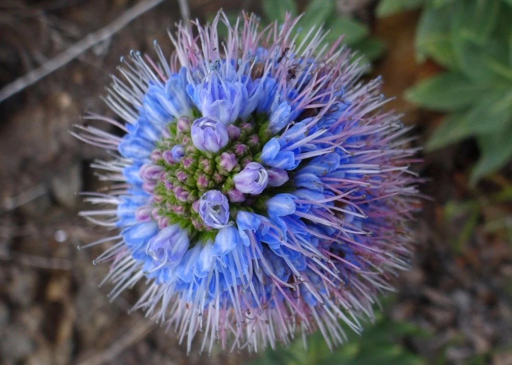 Kit De Culture - Vipérine De Madère - 100 Graines - Echium Fastuosa – Image 7
