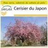 Kit De Culture - Cerisier Du Japon - 30 Graines - Prunus Serrulata