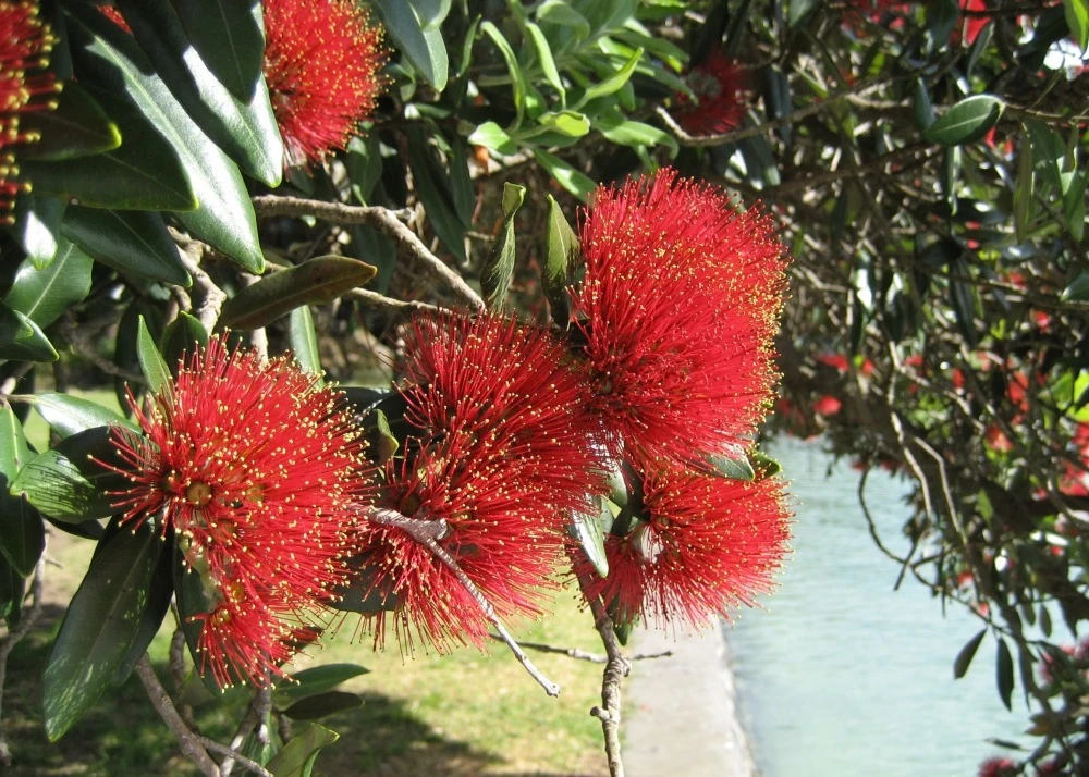 Kit De Culture - L'arbre De Noël De Nouvelle-zélande - 300 Graines - Metrosideros Excelsa – Image 4