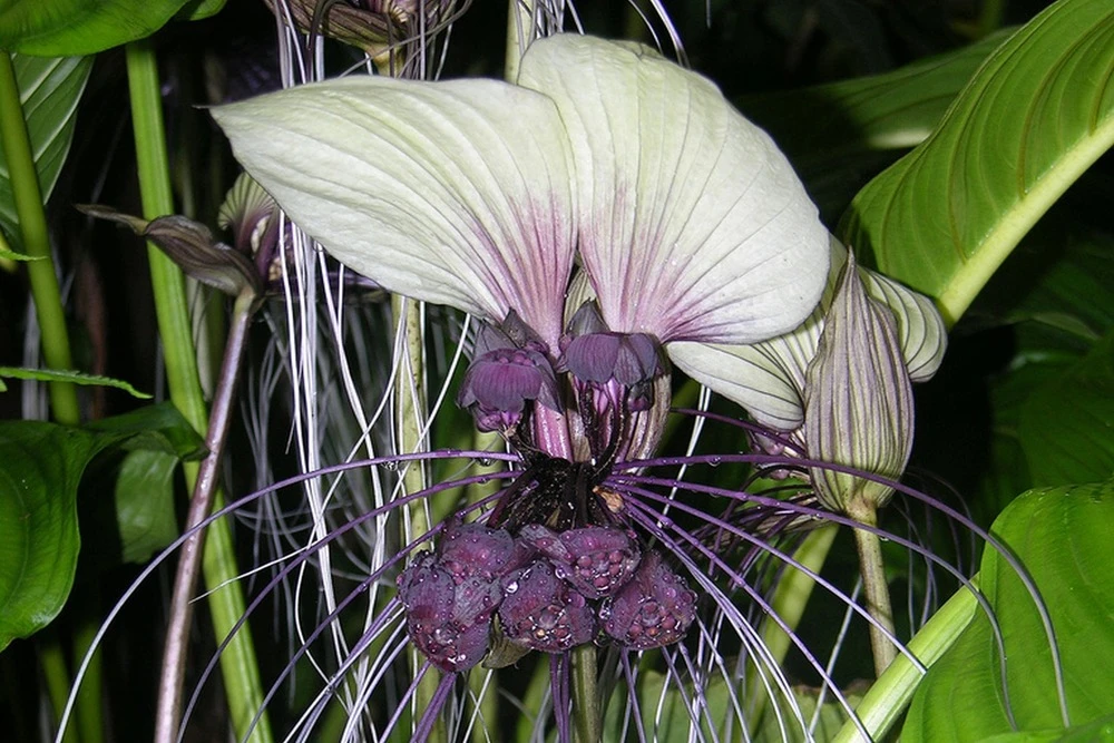 Kit De Culture - Plante Chauve-souris Blanche - 10 Graines - Tacca Integrifolia – Image 4